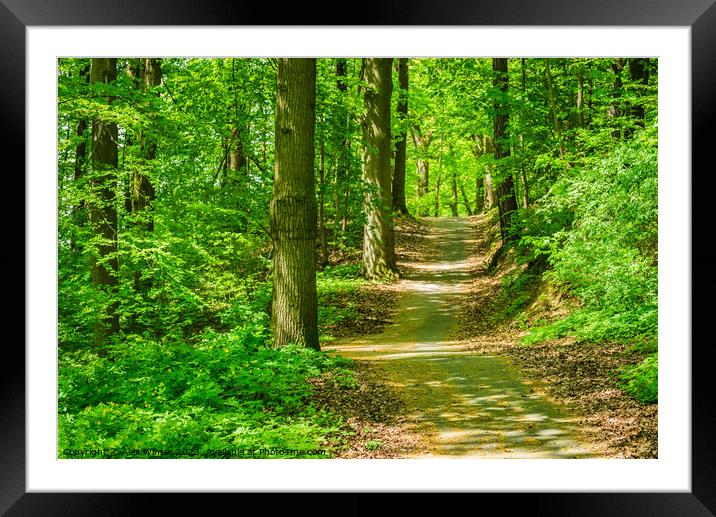 Idyllic footpath in forest with sunlight Framed Mounted Print by Alex Winter