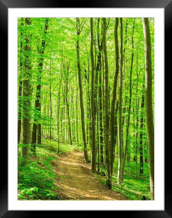 Idyllic pathway in green forest Framed Mounted Print by Alex Winter