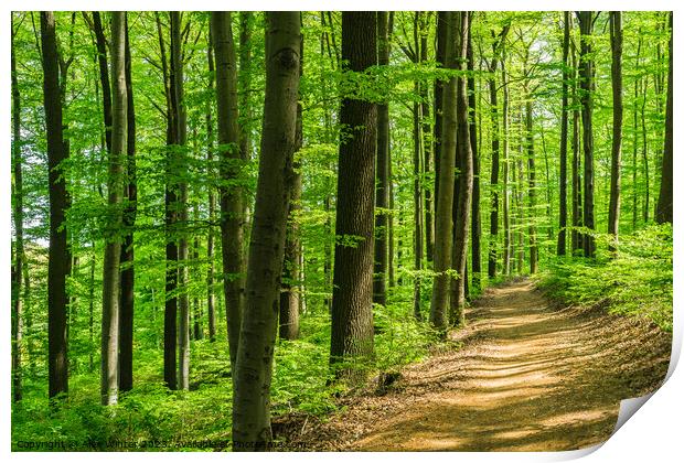 Idyllic pathway in green forest Print by Alex Winter