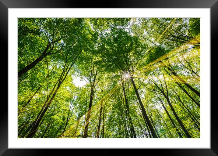 Idyllic forest scenery with sunbeams Framed Mounted Print by Alex Winter