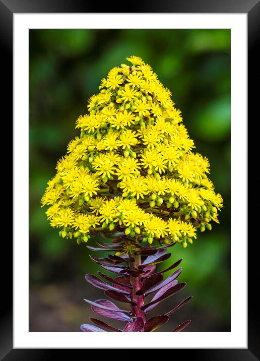Tree aeonium,in full flower, Framed Mounted Print by kathy white
