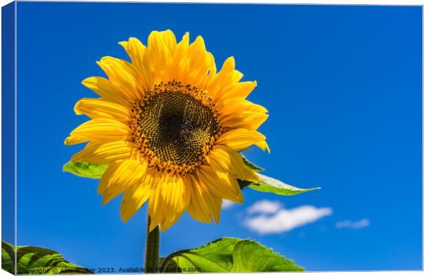 Sunflower with blue sunny and cloudy sky  Canvas Print by Alex Winter