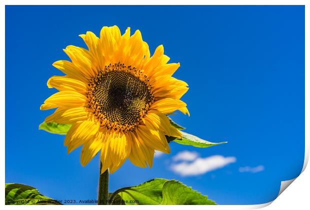 Sunflower with blue sunny and cloudy sky  Print by Alex Winter