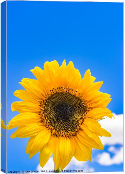 Yellow sunflower head with blue sunny and cloudy s Canvas Print by Alex Winter