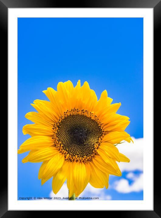 Yellow sunflower head with blue sunny and cloudy s Framed Mounted Print by Alex Winter