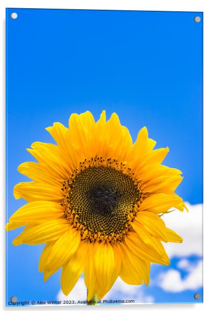 Yellow sunflower head with blue sunny and cloudy s Acrylic by Alex Winter