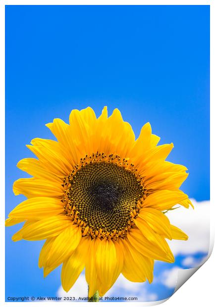 Yellow sunflower head with blue sunny and cloudy s Print by Alex Winter