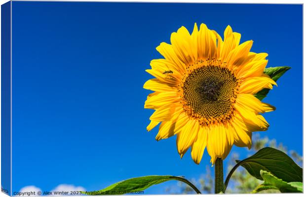 Sunflower with blue sunny and cloudy sky  Canvas Print by Alex Winter