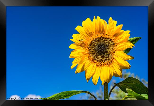 Sunflower with blue sunny and cloudy sky  Framed Print by Alex Winter