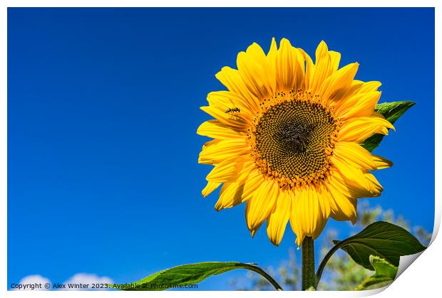 Sunflower with blue sunny and cloudy sky  Print by Alex Winter