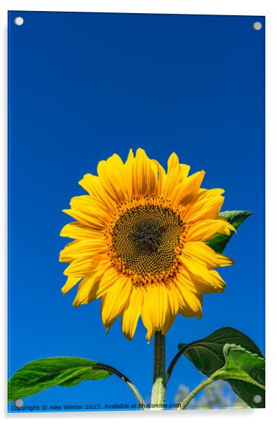 Sunflower with blue sunny and cloudy sky  Acrylic by Alex Winter