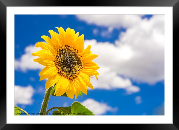 Golden shiny sunflower against blue sunny sky Framed Mounted Print by Alex Winter