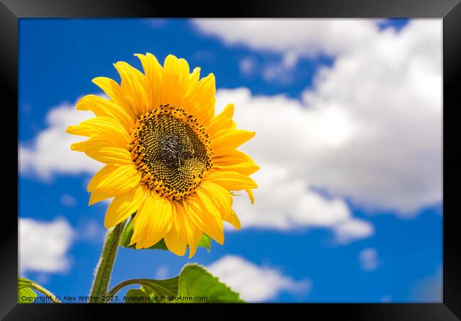 Golden shiny sunflower against blue sunny sky Framed Print by Alex Winter