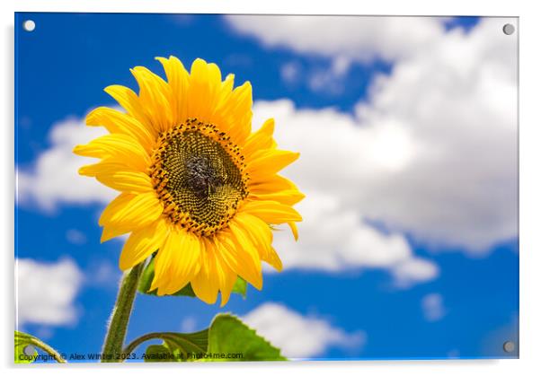 Golden shiny sunflower against blue sunny sky Acrylic by Alex Winter