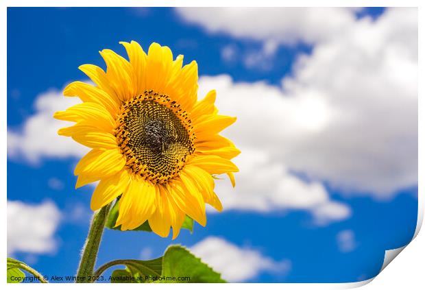 Golden shiny sunflower against blue sunny sky Print by Alex Winter