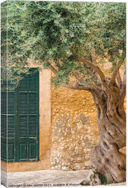 olive tree in front of rustic mediterranean house Canvas Print by Alex Winter