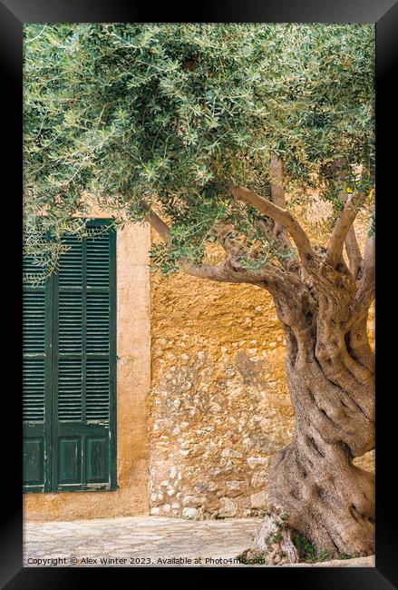 olive tree in front of rustic mediterranean house Framed Print by Alex Winter