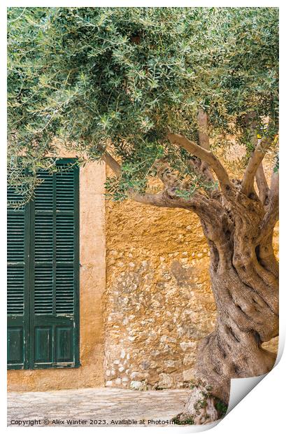 olive tree in front of rustic mediterranean house Print by Alex Winter