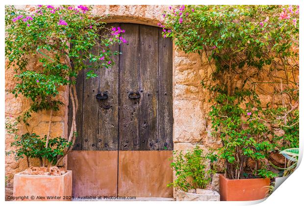 old wooden front door with potted plants Print by Alex Winter