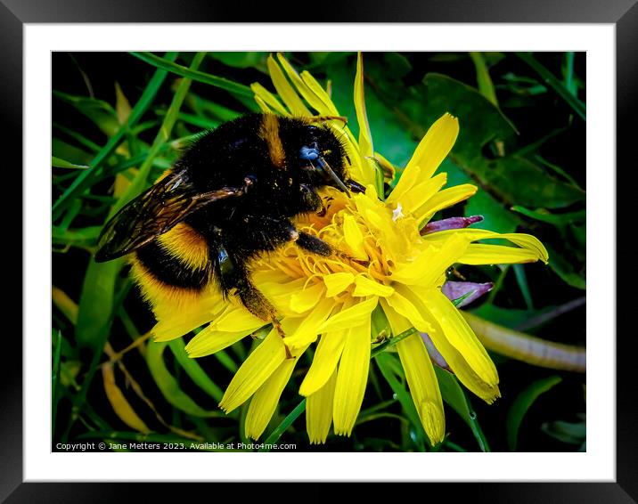 Collecting Pollen  Framed Mounted Print by Jane Metters