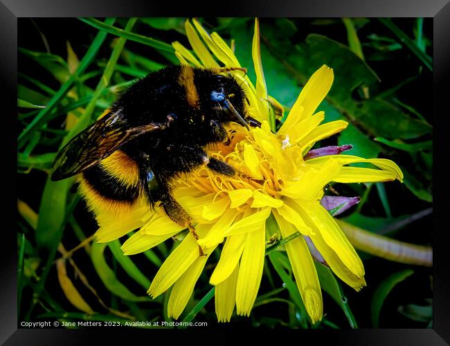 Collecting Pollen  Framed Print by Jane Metters