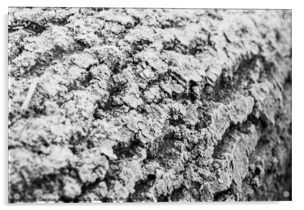 Hoarfrost on Tree Bark Abstract Texture Acrylic by Dietmar Rauscher