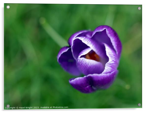 Majestic Purple Crocus Acrylic by Hazel Wright