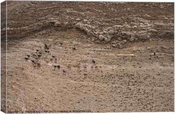Herd of Goats with Shepherd in Jordan Canvas Print by Dietmar Rauscher