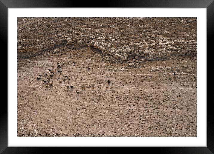 Herd of Goats with Shepherd in Jordan Framed Mounted Print by Dietmar Rauscher