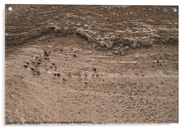 Herd of Goats with Shepherd in Jordan Acrylic by Dietmar Rauscher