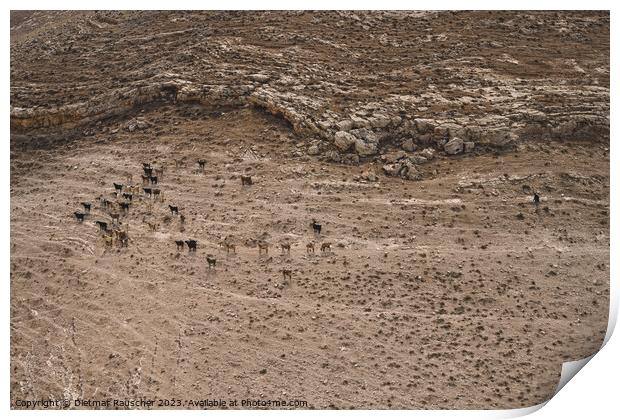 Herd of Goats with Shepherd in Jordan Print by Dietmar Rauscher