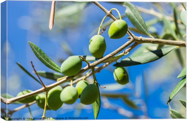 Close-up of green olives on tree branch Canvas Print by Alex Winter