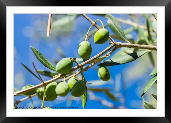 Close-up of green olives on tree branch Framed Mounted Print by Alex Winter