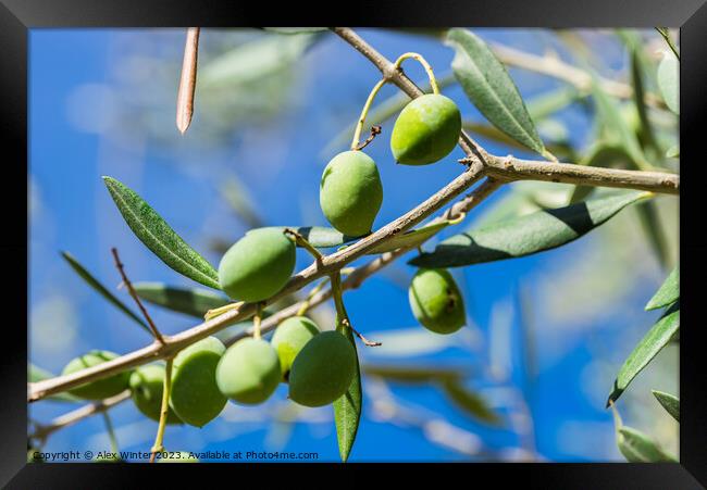 Close-up of green olives on tree branch Framed Print by Alex Winter