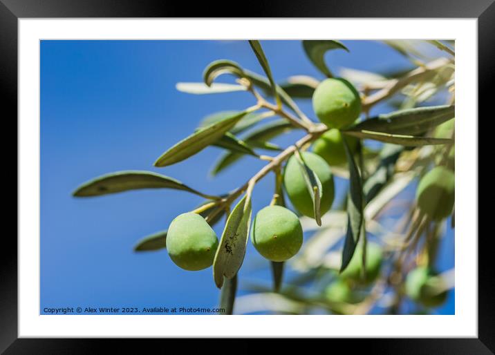 Green olives fruits hanging on tree branch Framed Mounted Print by Alex Winter