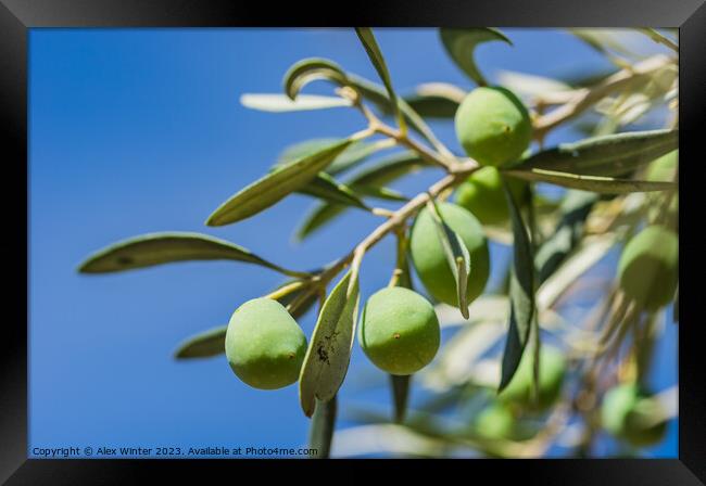 Green olives fruits hanging on tree branch Framed Print by Alex Winter