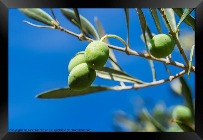 Green olives fruits hanging on tree branch Framed Print by Alex Winter