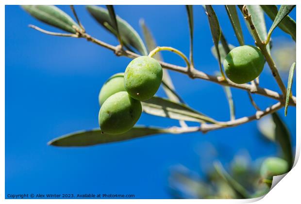 Green olives fruits hanging on tree branch Print by Alex Winter