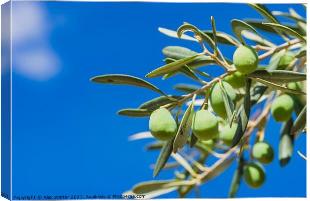 olive tree with fruits Canvas Print by Alex Winter