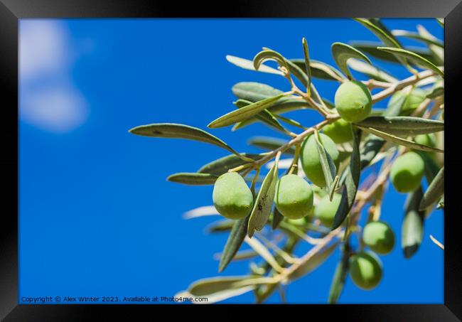 olive tree with fruits Framed Print by Alex Winter