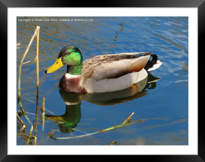 Majestic Mallard on a Tranquil Pond Framed Mounted Print by Nicola Clark