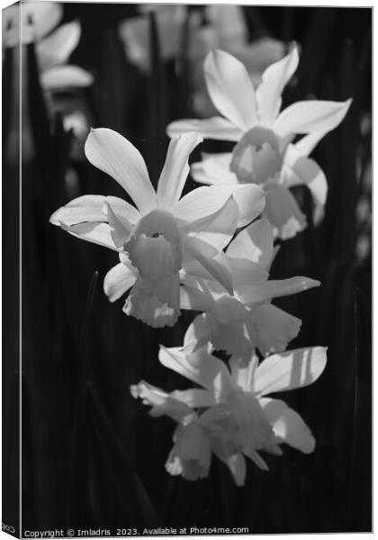 White Backlit Daffodils on Black Canvas Print by Imladris 