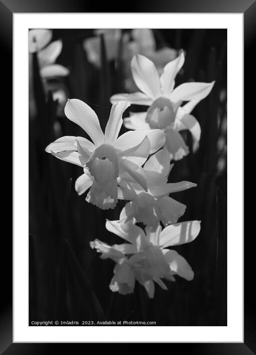 White Backlit Daffodils on Black Framed Mounted Print by Imladris 