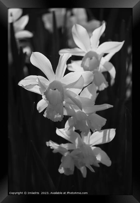 White Backlit Daffodils on Black Framed Print by Imladris 