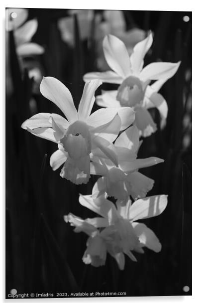White Backlit Daffodils on Black Acrylic by Imladris 