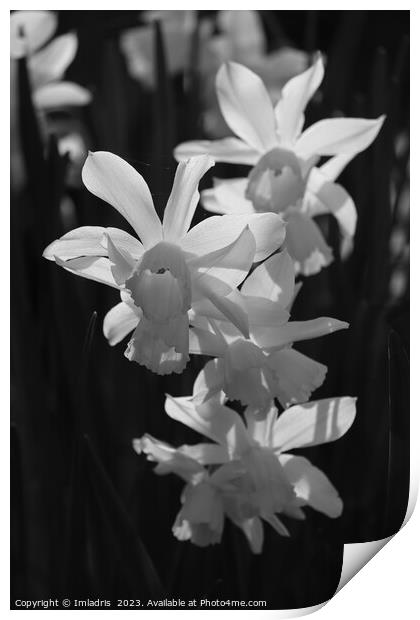 White Backlit Daffodils on Black Print by Imladris 