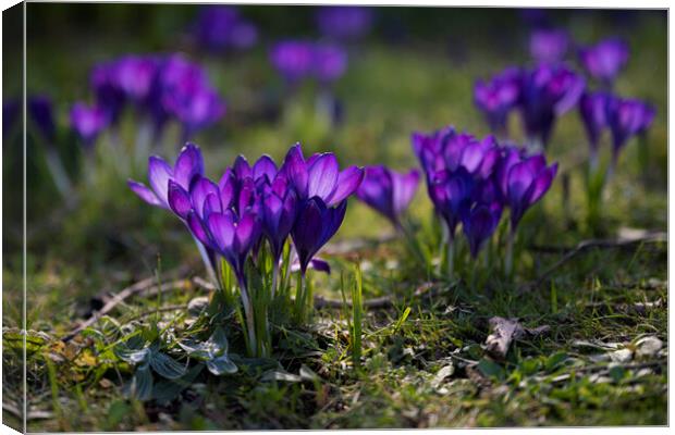 purple-crocus wildflower Canvas Print by kathy white