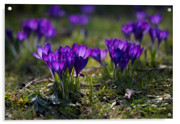purple-crocus wildflower Acrylic by kathy white