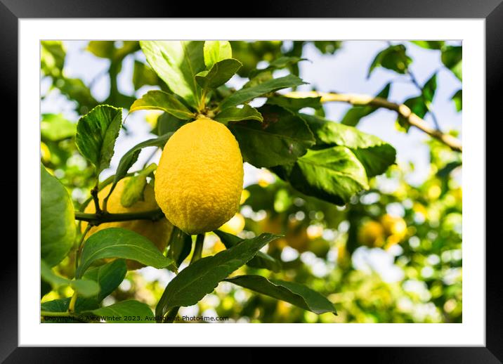 lemon fruit Framed Mounted Print by Alex Winter