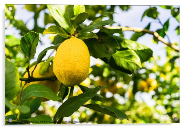 lemon fruit Acrylic by Alex Winter
